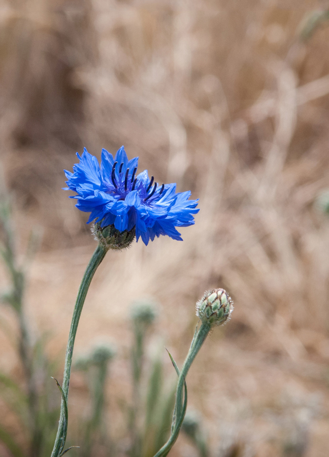 Corflower